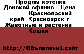 Продам котенка Донской сфинкс › Цена ­ 3 000 - Красноярский край, Красноярск г. Животные и растения » Кошки   